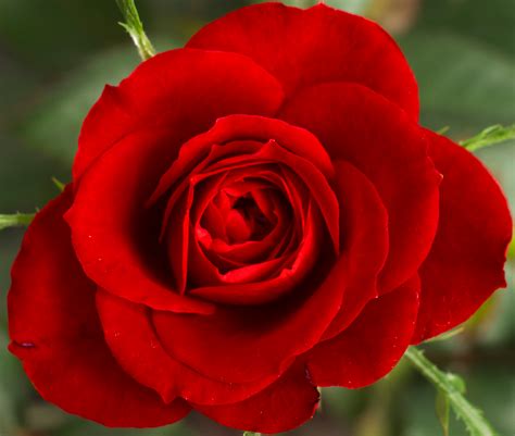 Filecropped Small Red Rose Wikipedia The Free Encyclopedia