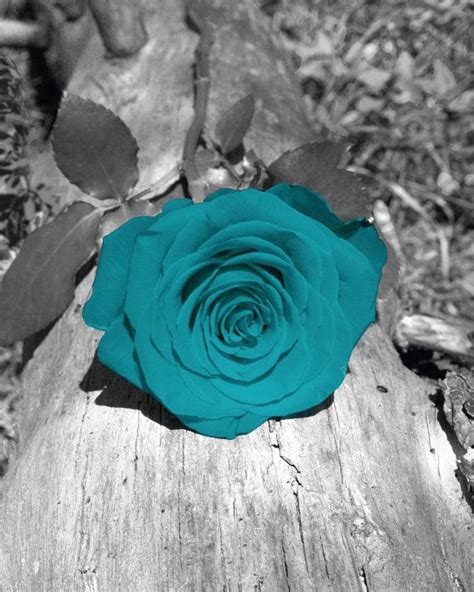 Black White Teal Rose On Log Photography Wall By Littlepiephotoart 18
