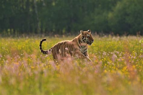 The Siberian Tiger In Nature Stock Photo Image Of Natural Autumn
