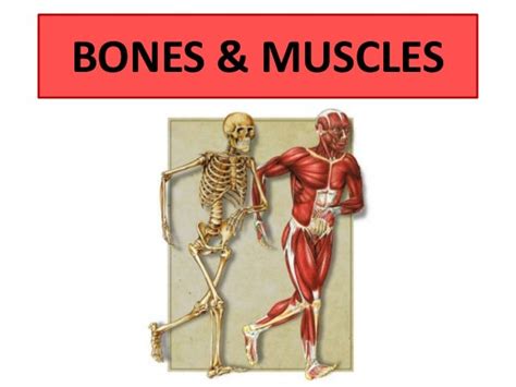 Pictures Of Muscles And Bones Gcse Pe Aqa 9 1 Combined Bones And