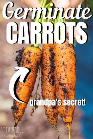 Carrot Growing 101 Plus A Tip From Grandpa Attainable Sustainable