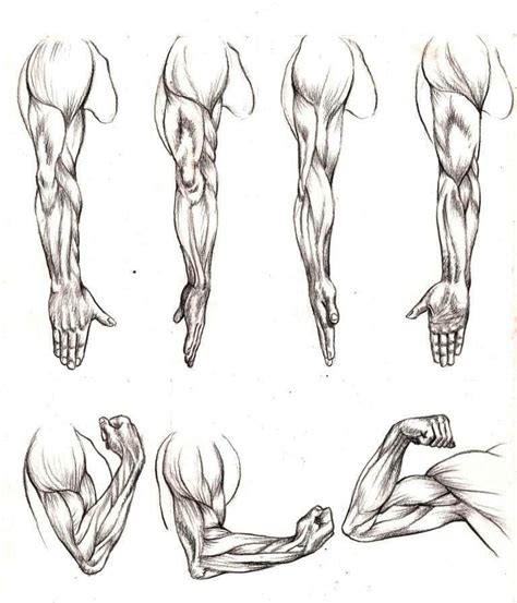 Pin By Naomi Oken On Art Worksheets Human Anatomy Drawing Anatomy