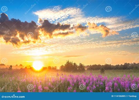 Rural Landscape With Sunrise And Blossoming Meadow Stock Image Image