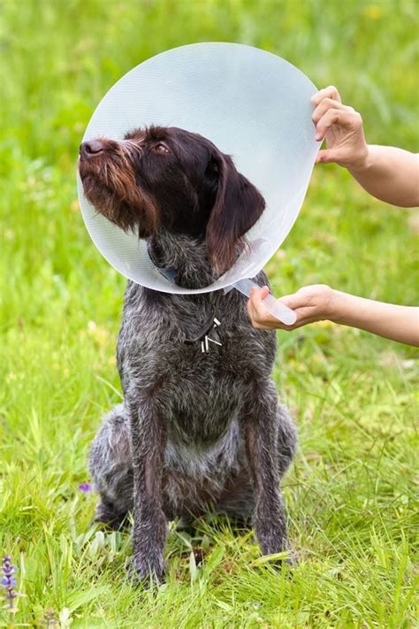 After your dog is neutered, he will not be able to run or engage in a lot of activity for at least two weeks. Why You Should Spay Your Dog (and after spay care) | Dr. Marty