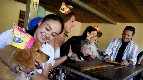 Restaurante Para Perros De Costa Rica Es Amigable Con Humanos