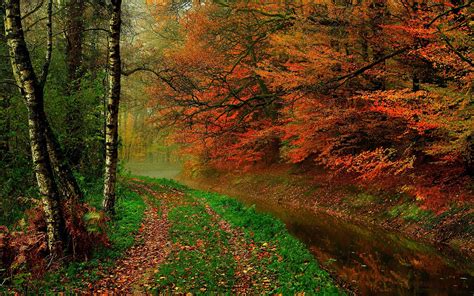Autumn Leaves Trees Forest Autumn Walk Path River