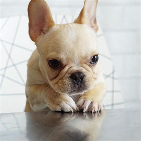 Arnie, female french bulldog puppy 8 weeks old ready for her forever home. Leo, the French Bulldog is currently hatching another ...