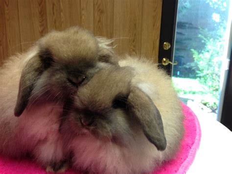 8 Week Old American Fuzzy Lop Babieslooks Like My Little Twinkles I