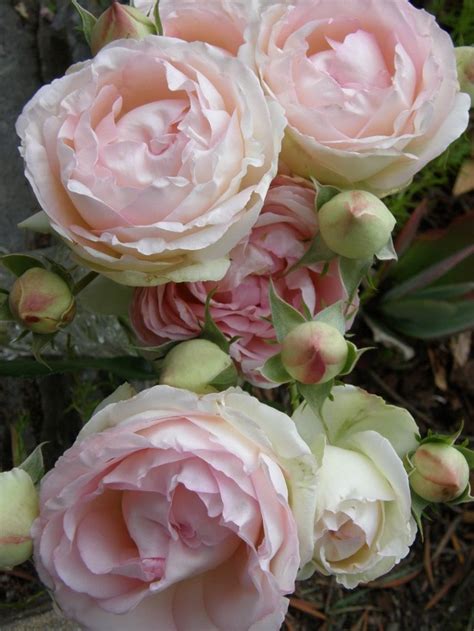 Beautiful Cabbage Roses Rose Flowers Floral