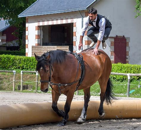 Equestrian Vaulting The Sport