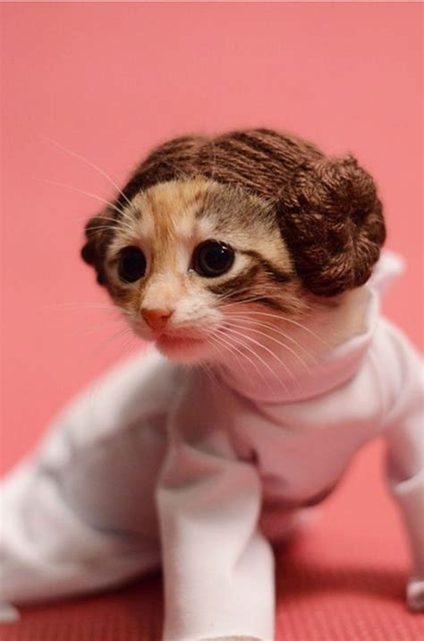 The Deep And Devastatingly Beautiful Kitten Princess Leia Is Still