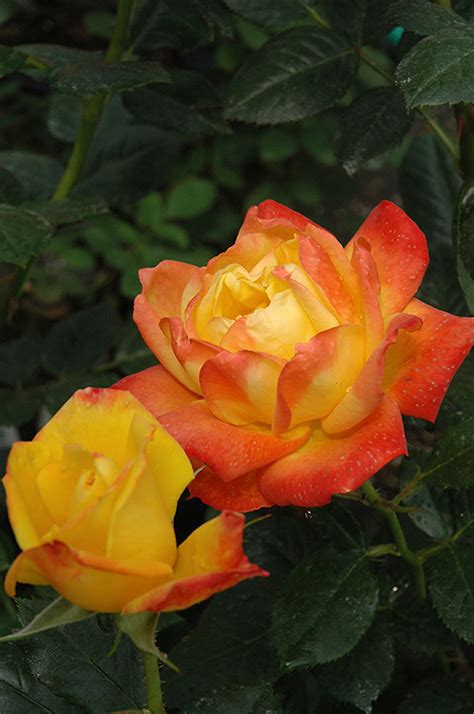 Judy garland museum gift shop. Judy Garland Rose (Rosa 'Judy Garland') in Issaquah ...