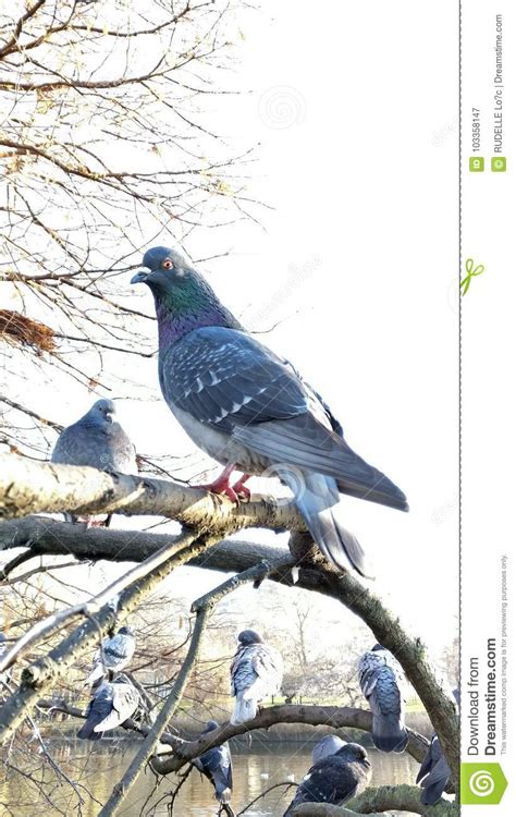 Bird In London Stock Image Image Of City London Bird 103358147