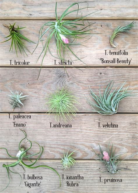 A Guide To Tillandsia Part Two Air Plant Garden Types Of Air Plants