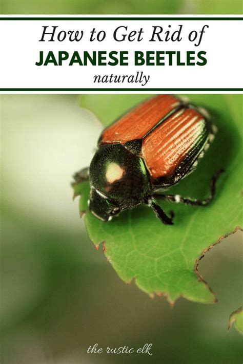 9 tips to naturally get rid of japanese beetles japanese beetles garden pests garden pest