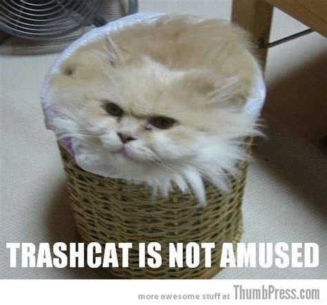 Caption Cats 25 Hilarious Cat Photos Spiced Up With Even