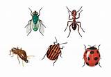 Types Of Home Pests Pictures