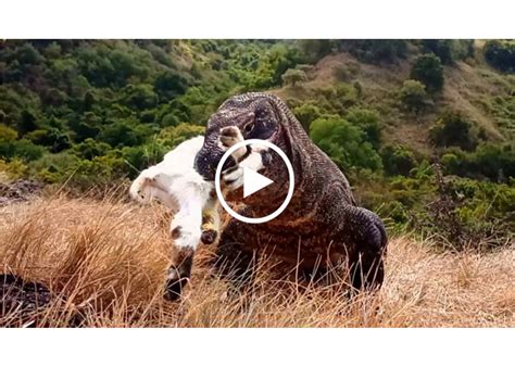 Horrified By The Sight Of Komodo Dragons Eating Mountain Goats Alive In