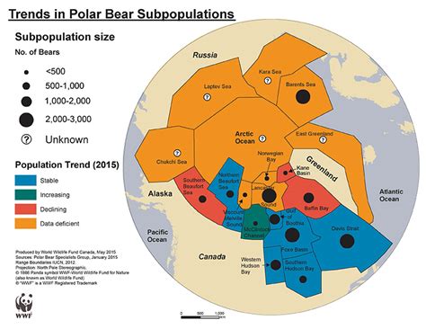 Polar Bear Ursus Maritimus Wwf Canada