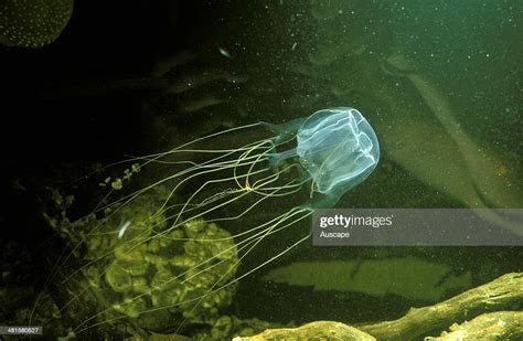 Box Jellyfish Chironex Fleckeri Deadly North Queensland Australia