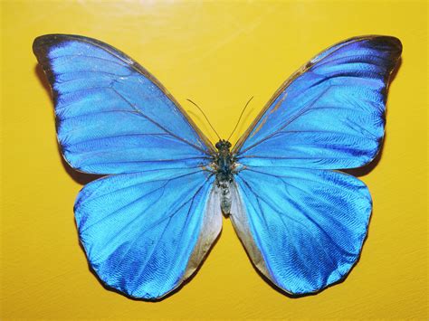 عکس پروانه آبی در زمینه زرد مسترگراف