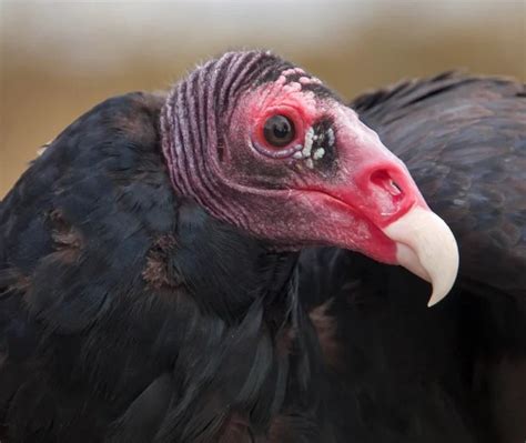 What Are The 3 Types Of Vultures Found In The United States 2022