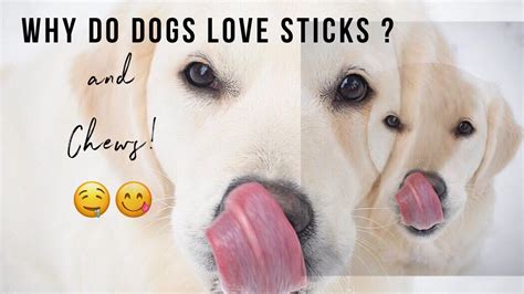 Why Dogs Love Sticks Youtube