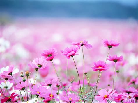 Spring Pink Flower Wallpaper High Definition High Quality Widescreen