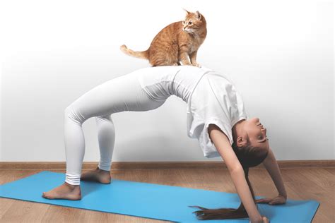 Cat Yoga Comes To London