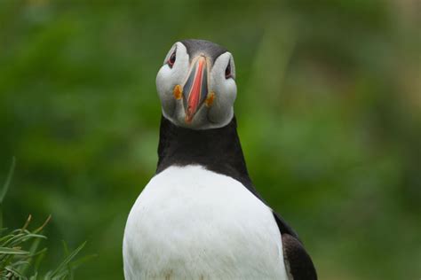 The Puffin In Iceland Best Time And Places To See The Puffin In Iceland