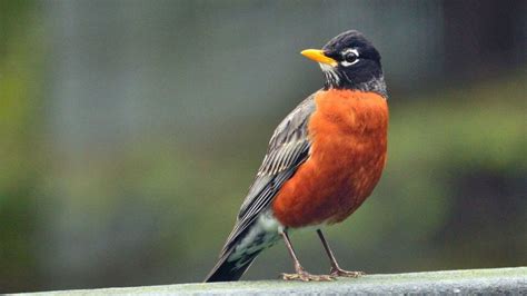 Robin Bird Song What Calls And Sounds Do Robins Make