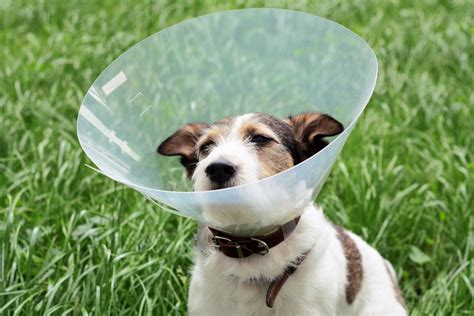 20 Adorably Awkward Dog Cone Photos That Will Crack You Up — Best Life