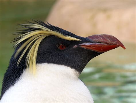 Can witstand the conditions in antarctica; Roxy the Rockhopper | View large Roxy the Rockhopper ...