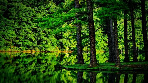 Green Forest | Beautiful forest, Tree forest, Forest wallpaper