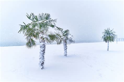 Premium Photo Tropical Evergreen Palm Trees Covered With Snow