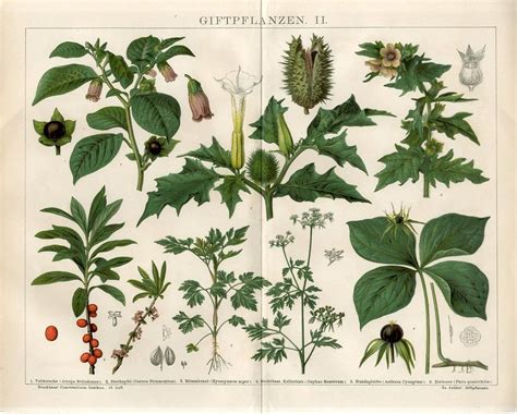 1882 Poisonous Plants Berry Fruit Flowers Antique Chromolithograph