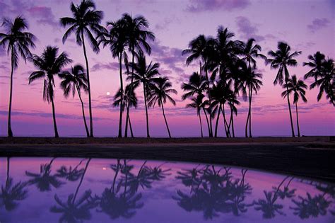 Palmeras En El Anochecer Purple Beach Purple Sunset Sunset Beach