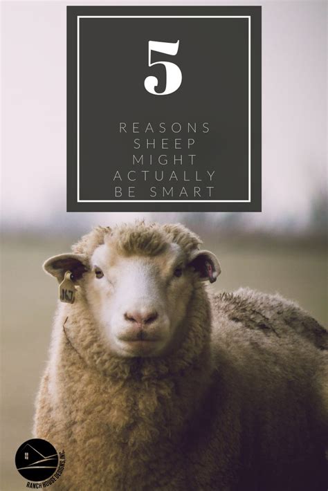 5 Reasons Sheep Might Actually Be Smart By Ranch House Designs Ranch