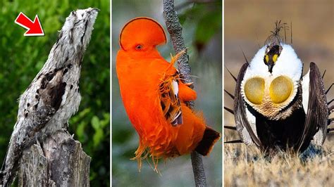 15 สุดยอดนก แปลกประหลาด พบได้ยาก ที่สุดในโลก Okyoulikes นก แปลก หา