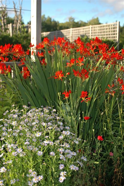 'lucifer' crocosmia corms for planting. Roche Fleurie Garden: Lucifer
