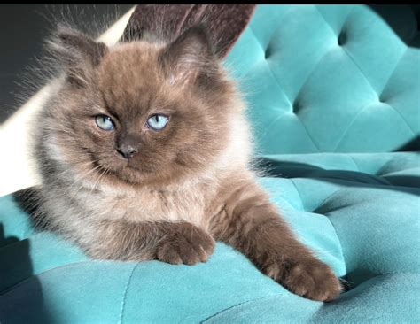The breed is carefully bred to produce large affectionate animals in three patterns, two with white (mitted and bicolor) and one with no white (colorpoint). Are Ragdoll Cats Hypoallergenic Yahoo Answers