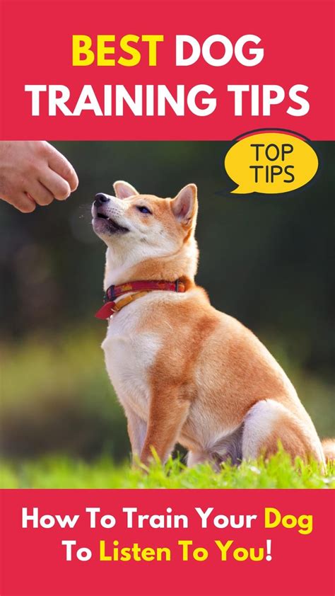 Best Dog Training Tips How To Train Your Dog To Listen To You Puppy
