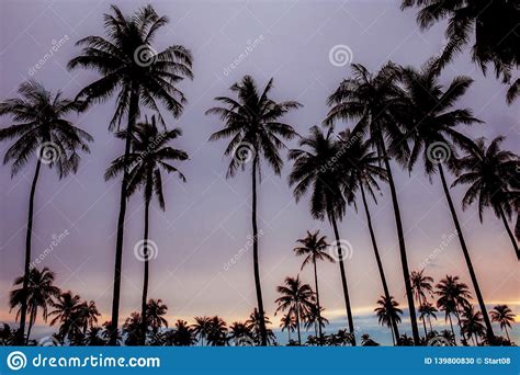Silhouette Palm Tree At Sunset Stock Photo Image Of