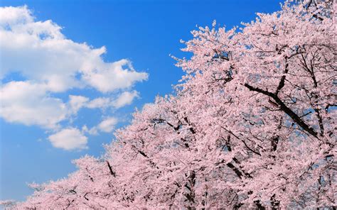Pin by 琦 楊 on Cherry blossom／櫻花／樱花／サクラ | Cherry blossom japan, Blossom, Cherry blossom