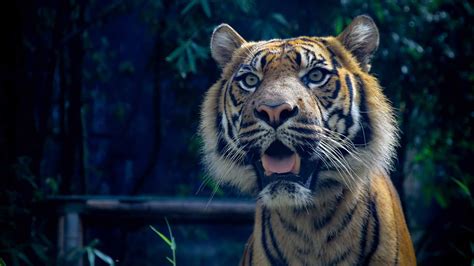 Sumatran Tiger Mac Wallpaper Download Allmacwallpaper