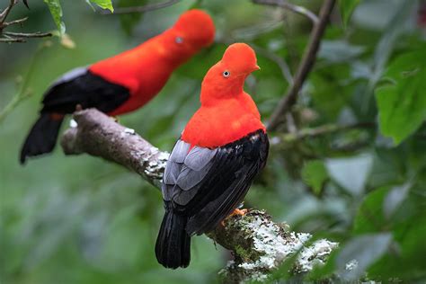 Andean Cock Of The Rock Manu Biosphere Reserve Peru Photograph By