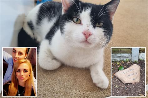 couple shocked when dead cat comes back after being buried