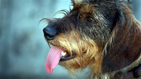 Problemas De Piel En Los Perros Qué Es La Dermatitis Acral Por Lamido