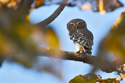 Forest Owlet Melghat Tiger Reserve Conservation India