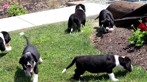Browse available bernese mountain dog puppies for sale and reserve your puppy! Bernese Mountain Dog Mix Puppies for Sale - YouTube
